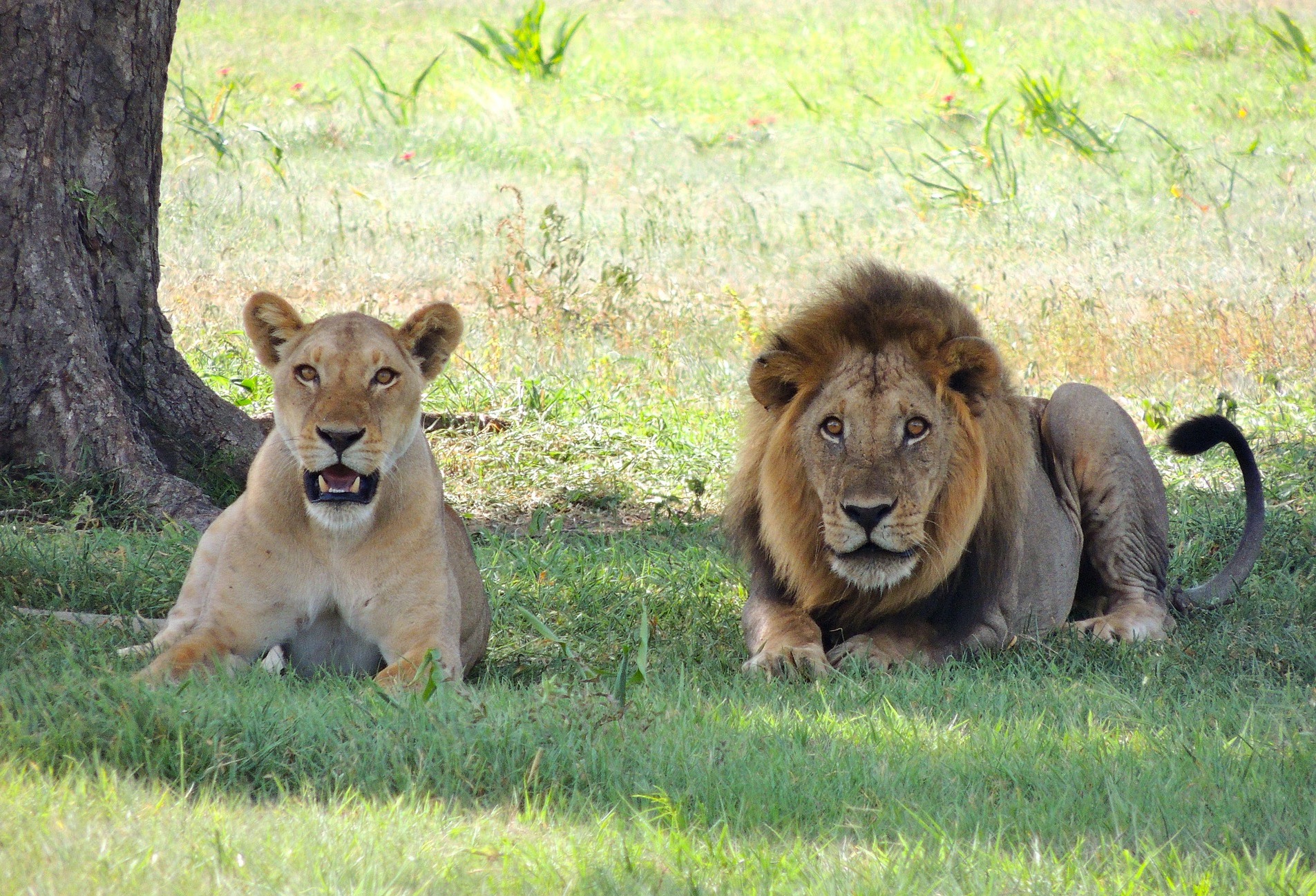 5 days budget lodge safari Tanzania
