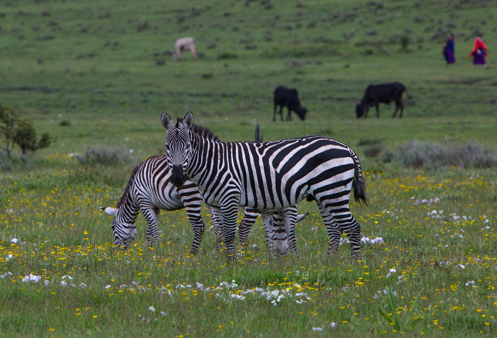 Luxury Migration Safari in November and December in Tanzania (HerdTracker)  (11 days)