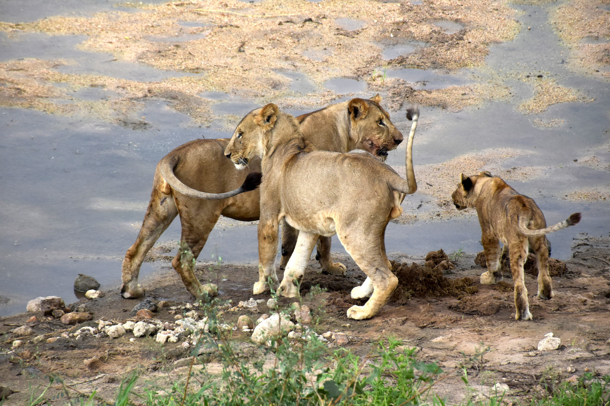 Join Group Safari Tour Tanzania