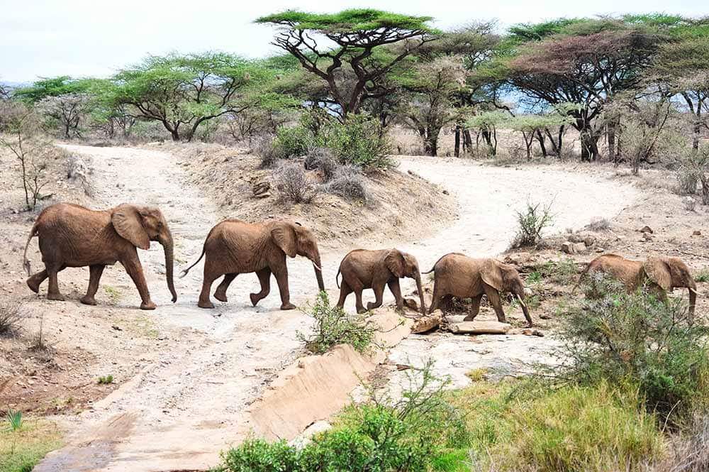3 Days Join Group Safari Tour Tanzania