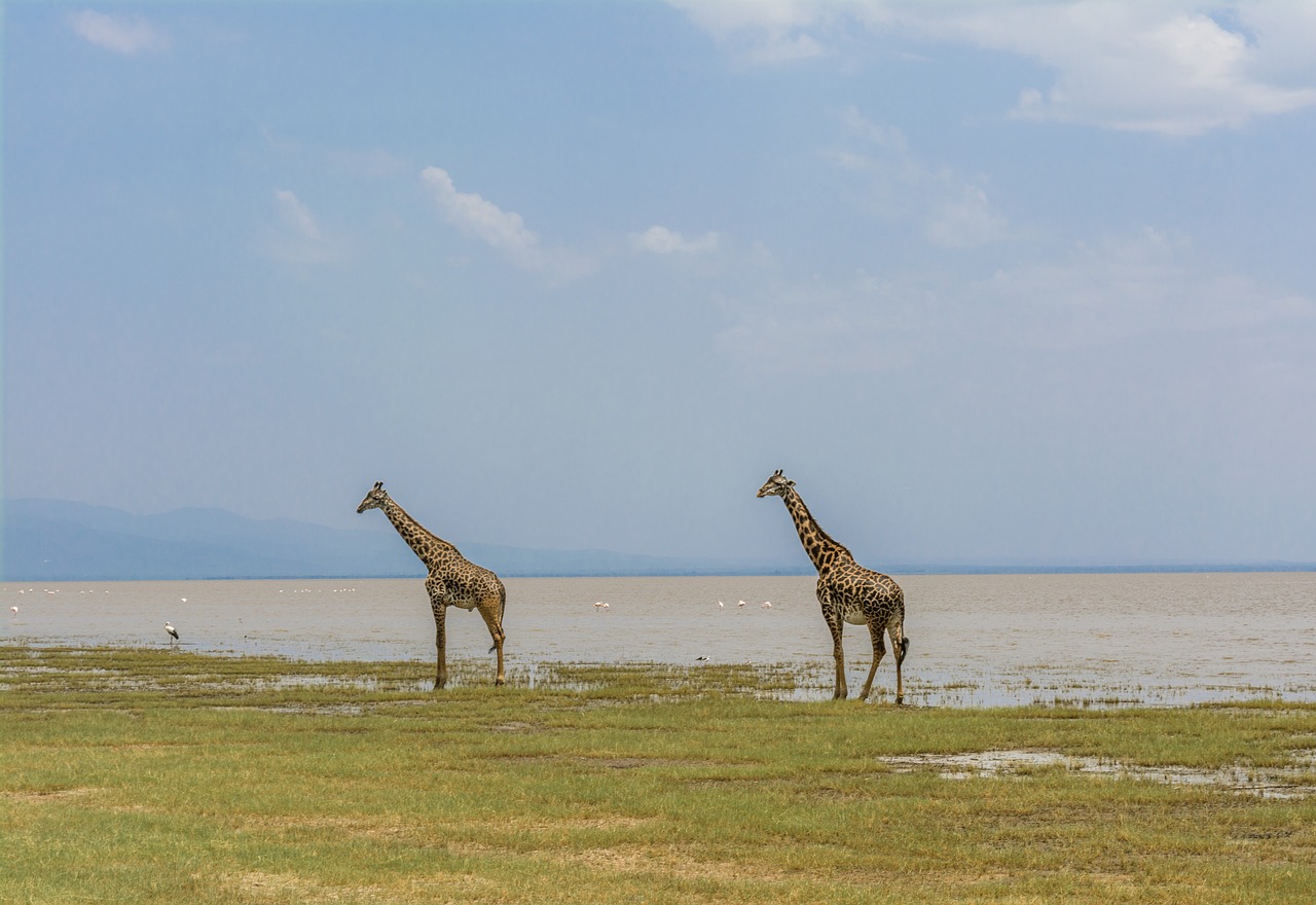 9 Days Join Group Safari Tour Tanzania