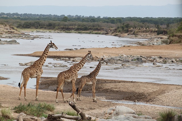 6 Days Budget Lodge Safari Tours Tanzania